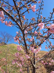 2026-3-1-田和山おひなまつり5