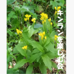 20260506「キンランを楽しむ会」のお知らせ