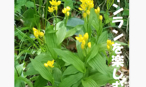 20260506「キンランを楽しむ会」のお知らせ